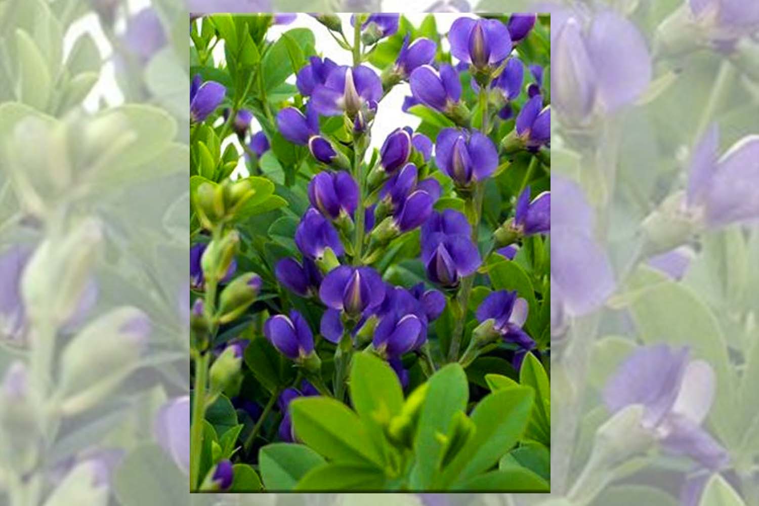Baptisia australis - Blue Wild Indigo Long Island Native Plantings SuffolkHydroseeding.com